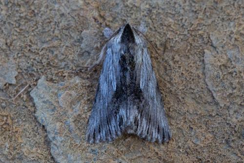 Calophasia platyptera